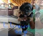 Small Photo #8 Rottweiler Puppy For Sale in BRADFORD, NY, USA