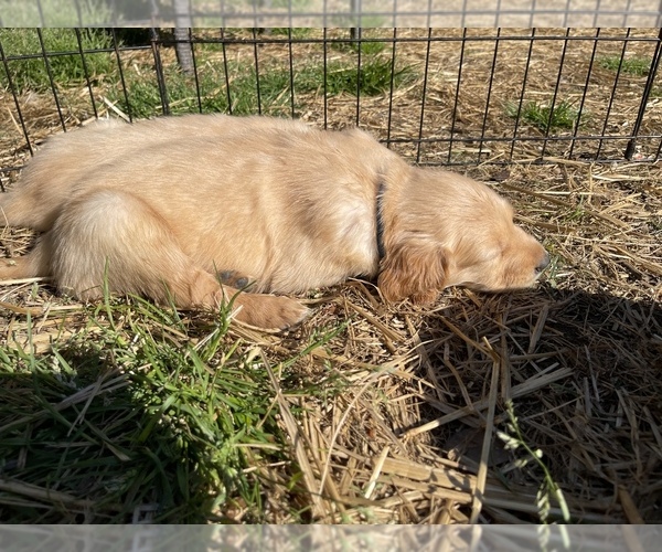 Full screen Photo #9 Golden Retriever Puppy For Sale in SUMMERVILLE, SC, USA