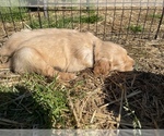 Small Photo #9 Golden Retriever Puppy For Sale in SUMMERVILLE, SC, USA