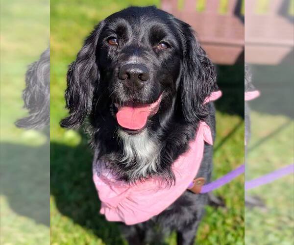 Medium Photo #4 English Springer Spaniel-Unknown Mix Puppy For Sale in Rootstown, OH, USA