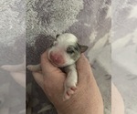 Puppy Puppy 1 Miniature American Shepherd