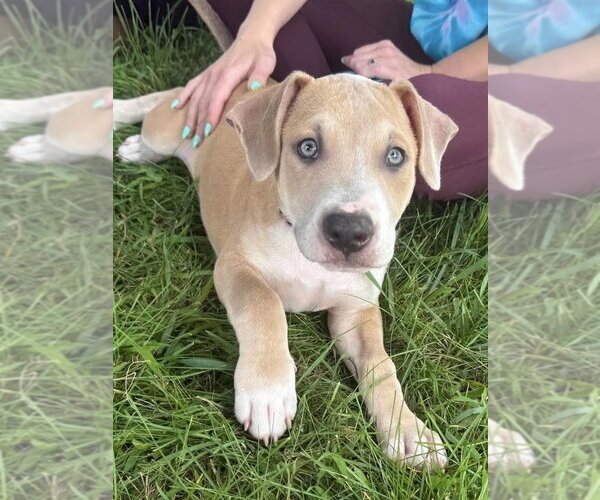 Medium Photo #15 Mutt Puppy For Sale in Wenonah, NJ, USA