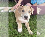 Small #14 Mutt