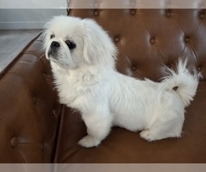 Pekingese Puppy for sale in MIAMI, FL, USA