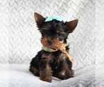 Small Photo #3 Yorkshire Terrier Puppy For Sale in BIRD IN HAND, PA, USA