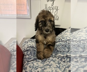 Poodle (Standard) Puppy for sale in HICKSVILLE, NY, USA