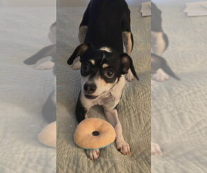 Shay - Female Chihuahua-Unknown Mix Dog for Adoption - Photo #3