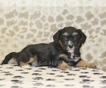 Small #1 Miniature Bernedoodle