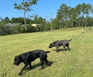 Cane Corso Puppy for sale in ORMOND BEACH, FL, USA