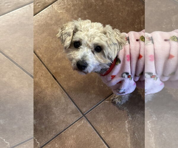 Medium Photo #2 Poodle (Miniature)-Unknown Mix Puppy For Sale in Polson, MT, USA