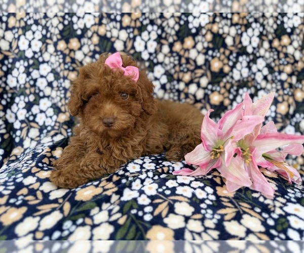 Medium Photo #1 Cavapoo (Miniature) Puppy For Sale in LAKELAND, FL, USA
