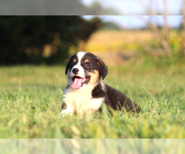 Medium Photo #9 Pembroke Welsh Corgi Puppy For Sale in FORT MADISON, IA, USA