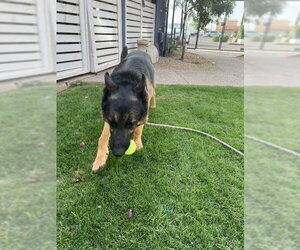 Brutus (Courtesy post) - Male German Shepherd Dog Dog for Adoption - Photo #8