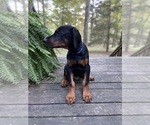 Small Photo #5 Doberman Pinscher Puppy For Sale in FREDERICKTOWN, MO, USA