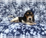 Small #2 Beagle