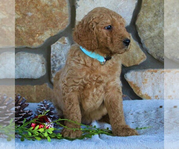 Medium Photo #2 Goldendoodle-Poodle (Standard) Mix Puppy For Sale in KINZERS, PA, USA