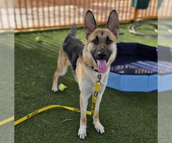 Medium Photo #2 German Shepherd Dog-Unknown Mix Puppy For Sale in Las Vegas, NV, USA