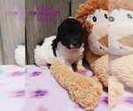 Puppy Loraine Poodle (Toy)