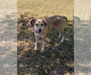 Deacon - Male Boxer-Unknown Mix Dog for Adoption - Photo #6