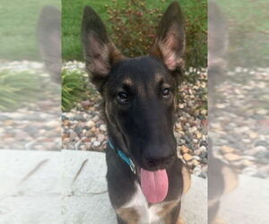 Mutt Dogs for adoption in Kansas City, MO, USA