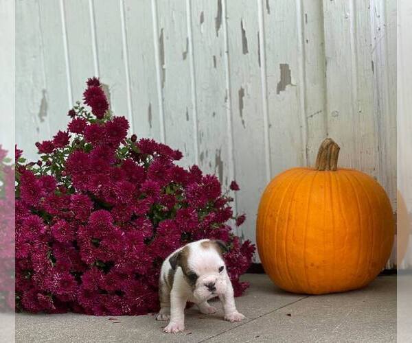Medium Photo #2 English Bulldog Puppy For Sale in NAPPANEE, IN, USA