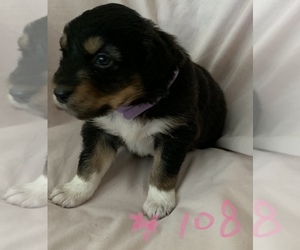 Australian Shepherd Puppy for sale in SUNNYVALE, CA, USA