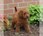 Small Photo #5 Labradoodle-Poodle (Miniature) Mix Puppy For Sale in NEW PROVIDENCE, PA, USA