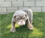 Small Photo #6 English Bulldog Puppy For Sale in SALT LAKE CITY, UT, USA