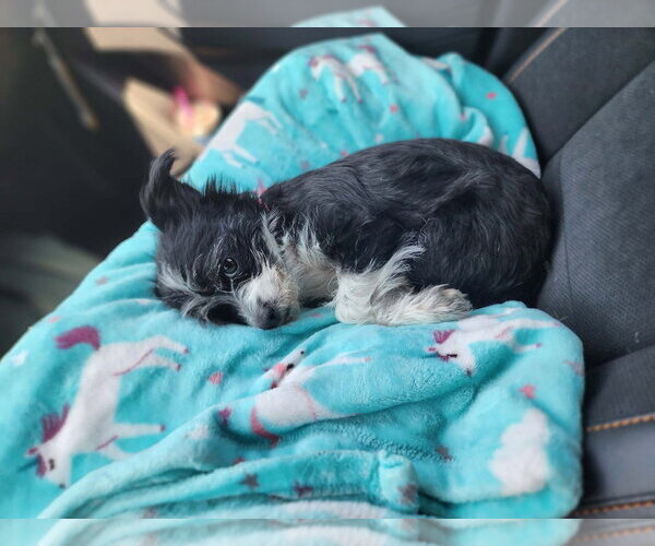 Medium Photo #3 Mutt Puppy For Sale in Grafton, WI, USA