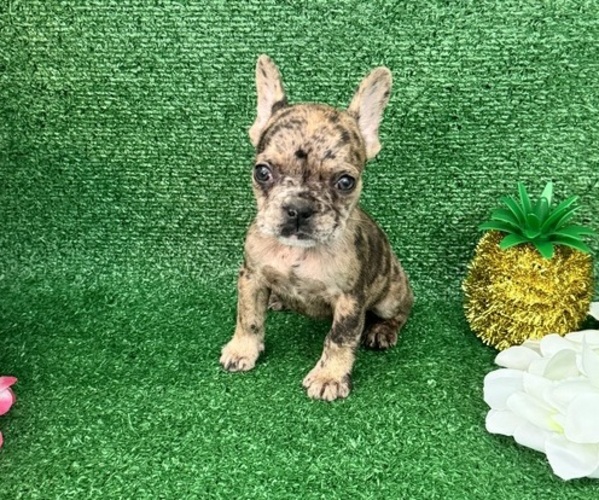 Medium Photo #1 French Bulldog Puppy For Sale in OCALA, FL, USA
