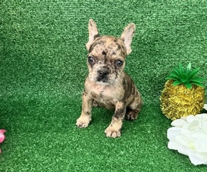 French Bulldog Puppy for sale in OCALA, FL, USA