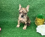 Image preview for Ad Listing. Nickname: Girl Merle