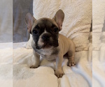 Small #5 French Bulldog