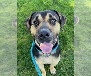 Mastiff Dogs for adoption in Sacramento, CA, USA