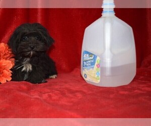 YorkiePoo Puppy for sale in BARNESVILLE, KS, USA