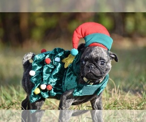 Pug Puppy for sale in PALM COAST, FL, USA