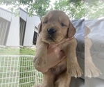 Small Photo #3 Golden Retriever Puppy For Sale in TOWN CREEK, AL, USA