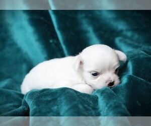 Maltese Puppy for sale in ROCK VALLEY, IA, USA