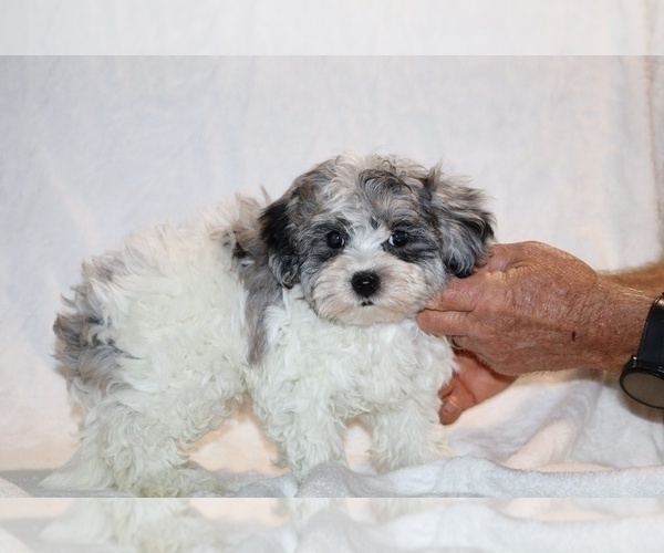 Medium Photo #4 ShihPoo Puppy For Sale in DYERSBURG, TN, USA