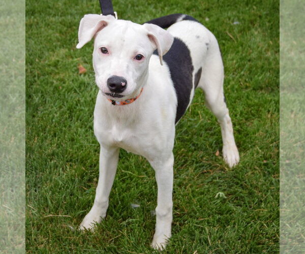 Medium Photo #5 American Staffordshire Terrier-Labrador Retriever Mix Puppy For Sale in Huntley, IL, USA
