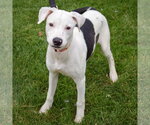 Small #4 American Staffordshire Terrier-Labrador Retriever Mix