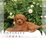 Small #1 Cavapoo