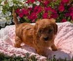 Puppy Coco Cavapoo