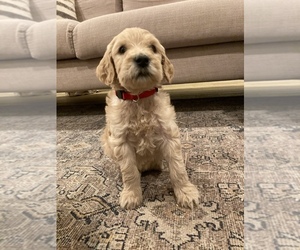 Goldendoodle-Poodle (Standard) Mix Puppy for sale in YACOLT, WA, USA