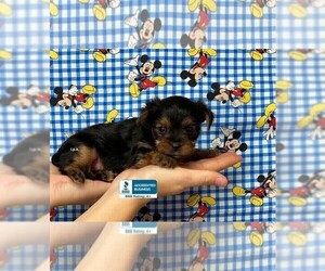 Yorkshire Terrier Puppy for sale in WINNSBORO, LA, USA