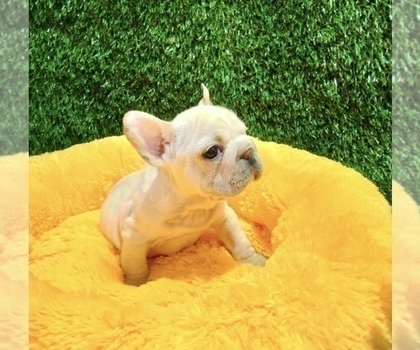 Medium Photo #10 French Bulldog Puppy For Sale in BAKERSFIELD, CA, USA