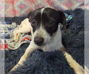 Rat Terrier Dogs for adoption in Oakhurst, NJ, USA