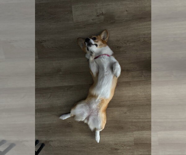 Medium Photo #5 Mutt Puppy For Sale in Denver , CO, USA