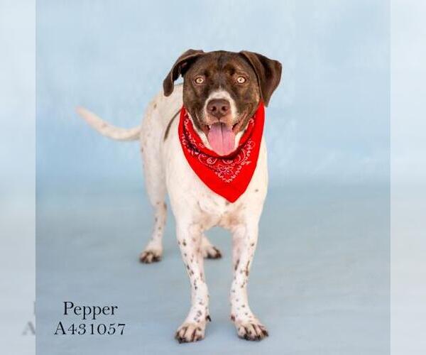 Medium Photo #1 German Shorthaired Pointer Puppy For Sale in Conroe, TX, USA