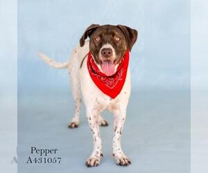 German Shorthaired Pointer Dogs for adoption in Conroe, TX, USA